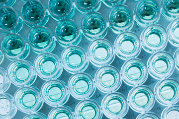 Close - up 96 well plates on lab table with Blue liquid samples