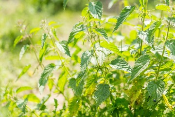 Bushes of wild nettle growing in nature