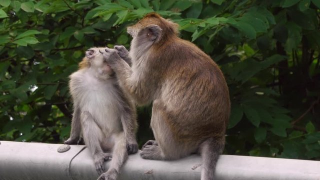 Monkeys macaques grooming cleaning.