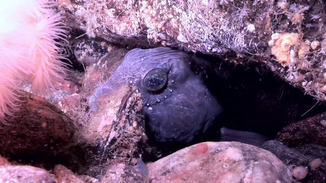Lancet fish catfish on seabed underwater in ocean of White Sea. Swimming in amazing world of beautiful wildlife. Inhabitants in search of food. Abyssal relax diving. Unique macro video close up.