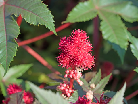 Wunderbaum, Rizinus, Ricinus communis