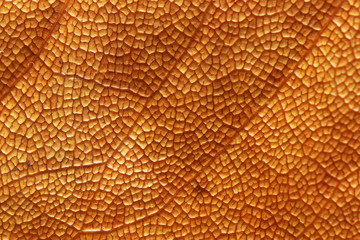 Dry tree leaf close up