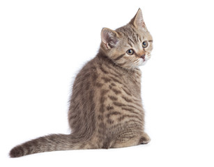 Sitting young cat full length rear view turned to camera isolated