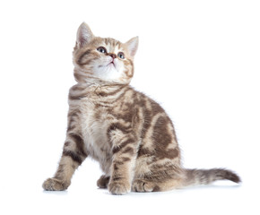 Sitting young cat full length looking up isolated on white