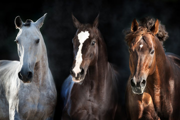Fototapeta na wymiar Horse herd portrait in motion on dark background