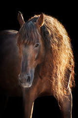 Fototapeta na wymiar Red andalusian horse in sunlight on black background