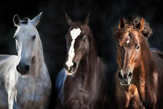 Horse herd portrait in motion on dark background