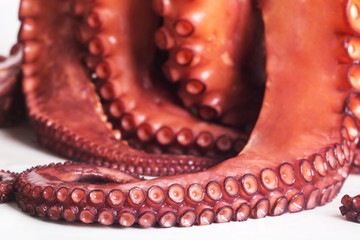 octopus