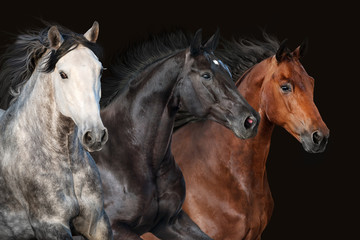 Fototapeta na wymiar Horse herd portrait in motion on dark background