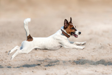 Jack russell terrier run and jump on beach