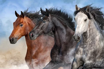  Horses run fast in desert dust © kwadrat70