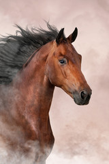 Obraz na płótnie Canvas Bay horse run free on dast background