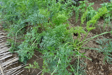 Fototapeta premium 夏の菜園