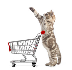 Funny cat standing with shopping cart side view isolated