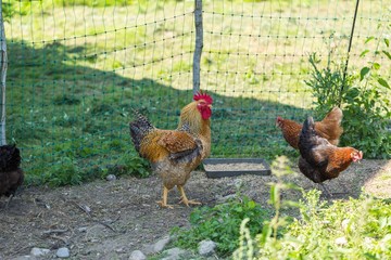 Hen on pasture