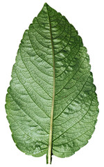 Obraz premium Green flower leaf on white.