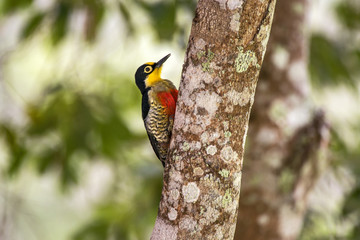 Benedito-de-testa-amarela (Melanerpes flavifrons) | Yellow-fronted Woodpecker photographed in Linhares, Espírito Santo - Southeast of Brazil. Atlantic Forest Biome.