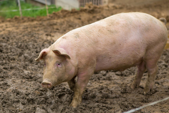 Young pigs in mud in herd at pig breeding farm
