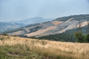 Naklejka premium Oltrepo Pavese (Italy), rural landscape at summer