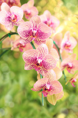 Fototapeta na wymiar Close-up of yellow pink orchid / Bouquet of flower orchid in graden