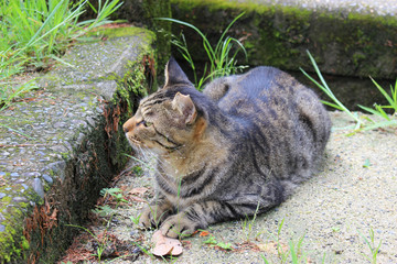 寝そべるキジトラ猫