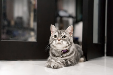 Obraz na płótnie Canvas Cute little cat American Shorthair.and Is staring at us. With eyes that watch the resolute and pet feed home.