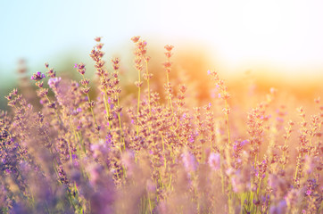 A bouquet of lavender on a lavender field at sunset.