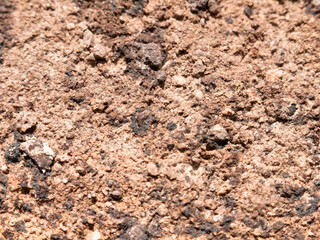 close up of rough bark wood grain background brown lichen
