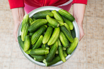 fresh raw eco bio cucumbers from garden in hands to preservation