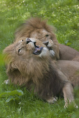 Two male lions