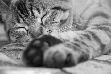 Sleeping cat, cat