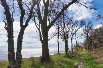Fototapeta na wymiar Langeland beach Dovnsklint south of Gulstav Mose with trees. The cliffs are a polular spot for birdwatching