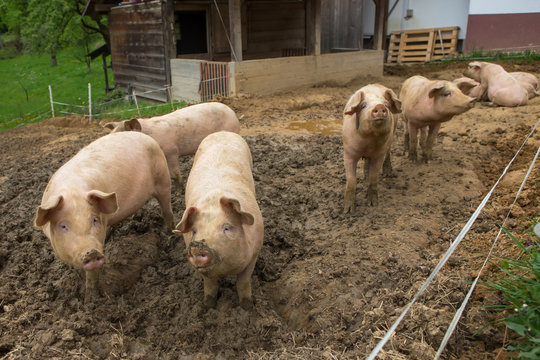 Young pigs in mud in herd on a pig breeding farm