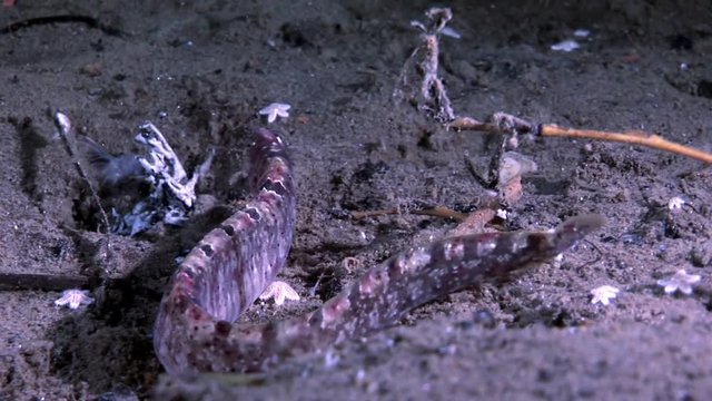 Eel pout mutton and star fish perciform on seabed underwater in White Sea. Swimming in amazing world of beautiful wildlife. Inhabitants in search of food. Abyssal relax diving. Macro video.