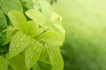 soft green with drops