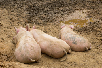 Pigs in mud in herd at pig breeding farm