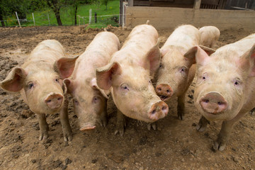 Pigs in mud at pig breeding farm