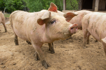 Pigs in mud at pig breeding farm