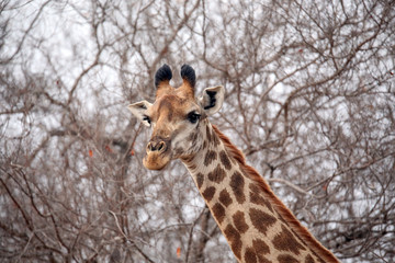 Giraffe