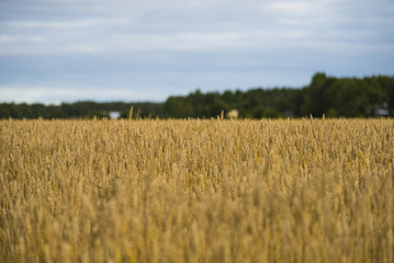 Wheat field close to harvest