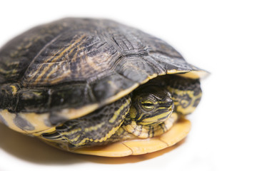 Tortuga