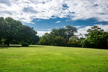 Fototapeta na wymiar Field grass green the tree blue sky background with white cloud
