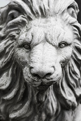 Closeup of the face lion