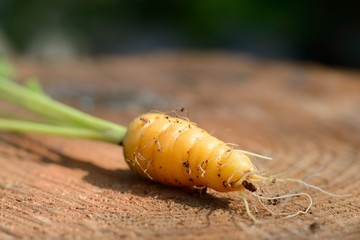 Young carrot, fresh from the garden, on a wooden plate with soil on it