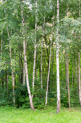 birch grove in the summer park. background, nature.