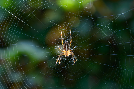Garden spider in web in the sunlight
