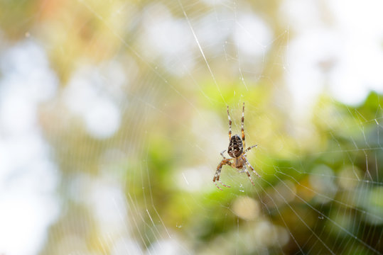 Garden spider in web in the sunlight