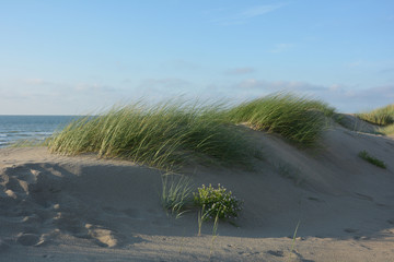 Fototapeta na wymiar Strandhafer in den Stranddünen der Nordsee auf Zeeland, Holland