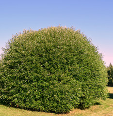 Fototapeta premium beautiful hairstyle, green, nature, tree, plant, sky, bush. hairstyle