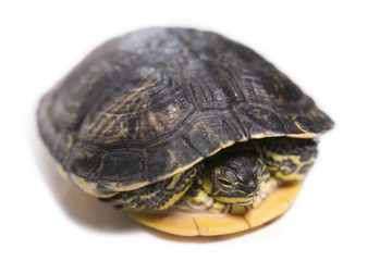 Tortuga